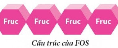 Fructo oligo sacharide